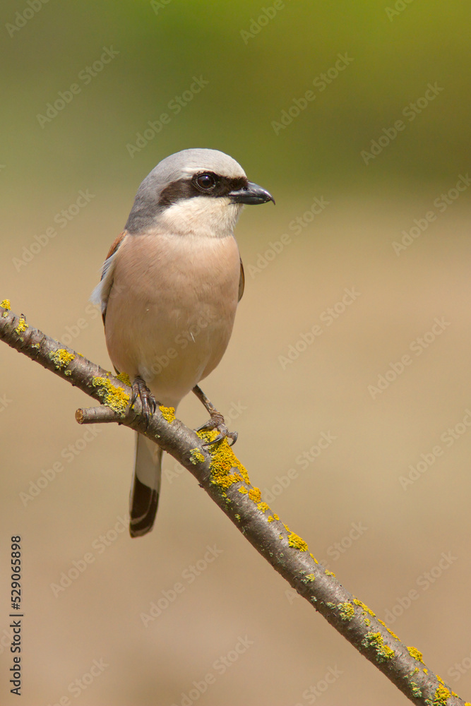 Obraz premium Gąsiorek (Lanius collurio)