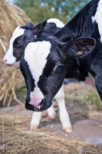 portrait of cute little calf posing near hay. nursery on a farm. rural life