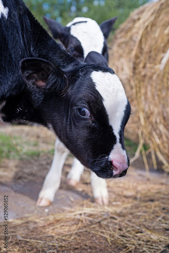 portrait of  cute   little calf   posing  near  hay. nursery on a farm. rural life