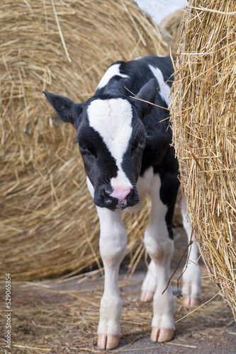  cute   little calf   posing   near  hay. nursery on a farm. rural life