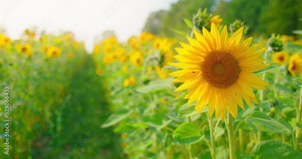 Blurred background of sunflower field slow motion swaying in the wind, evening sun. Close-up yellow flower. Sunny bright day. Beauty in nature. Agriculture concept. Blurred background of sunflower field slow motion swaying in the wind, evening sun. Close-up yellow flower. Sunny bright day. Beauty in nature. Agriculture concept.