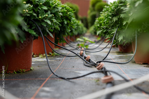 Close up of boxwood bushes and drip irrigation system in a vegetable garden in a horticulture and gardening center - selective focus. Irrigation system in working plant farms