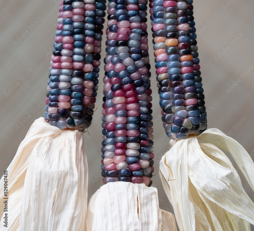 Zea Mays gem glass cobs of sweetcorn, also known as calico, flint or fiesta corn, with brightly coloured kernels. Grown in an urban garden in London UK.