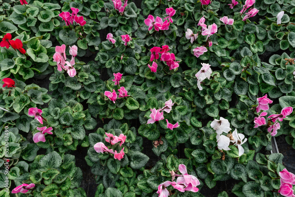 Top shot of many small flowers in a greenhouse. Professional plant cultivation. Top shot of many small flowers in a greenhouse. Professional plant cultivation.
