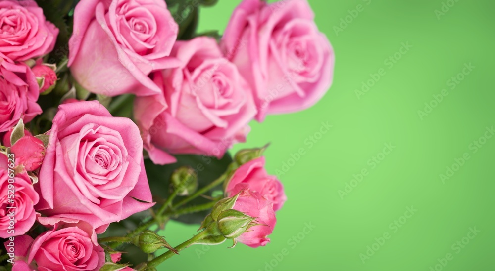 Beautiful fresh aroma roses in full bloom. Gorgeous botanical garden. Beautiful fresh aroma roses in full bloom. Gorgeous botanical garden.