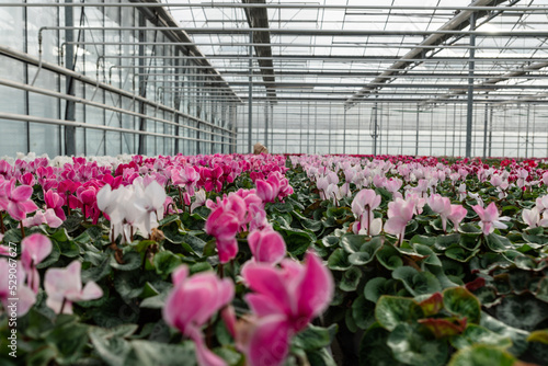 Close-up of flowers in a modern greenhouse. Greenhouses for growing flowers. Floriculture industry. 