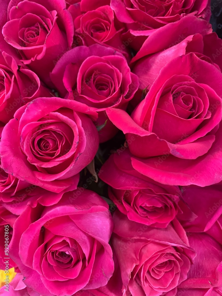 Obraz premium Pink roses background