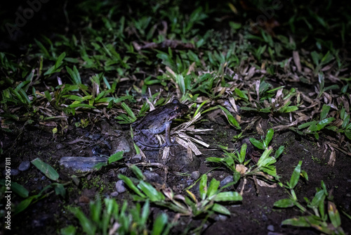 Night Frog, Costa Rica