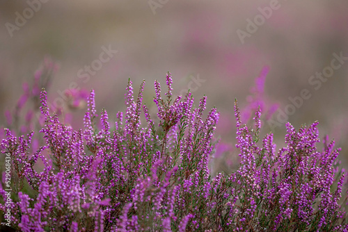 Selective focus bush of wild purple flowers Calluna vulgaris  heath  ling or simply heather  is the sole species in the genus Calluna in the flowering plant family Ericaceae  Nature floral background.