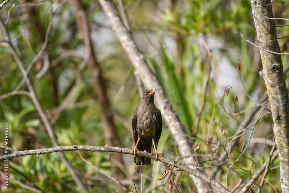 Turdus Fuscater, Great Thrush perched on a branch. Colombian birds. Villa de Leyva, Colombia. Turdus Fuscater, Great Thrush perched on a branch. Colombian birds. Villa de Leyva, Colombia.