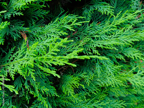 evergreen leaves, green texture pine needles 