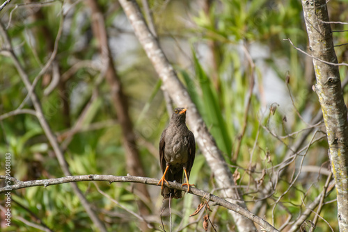 Turdus Fuscater, Great Thrush perched on a branch. Colombian birds. Villa de Leyva, Colombia. photo