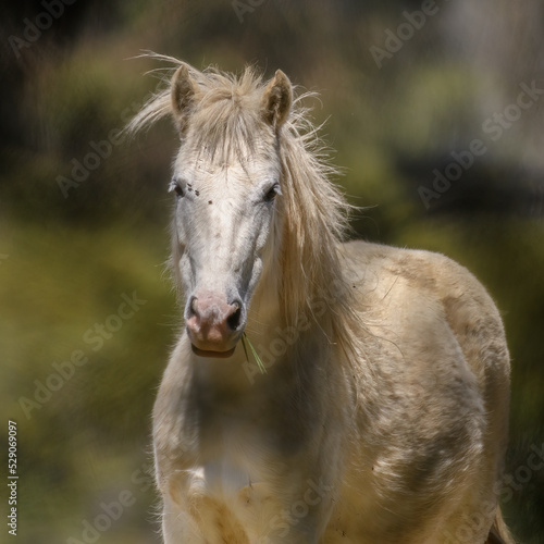 Closeup image of a white beige Pony horse front view pasturing pleasently in the afternoon. Colombia.
