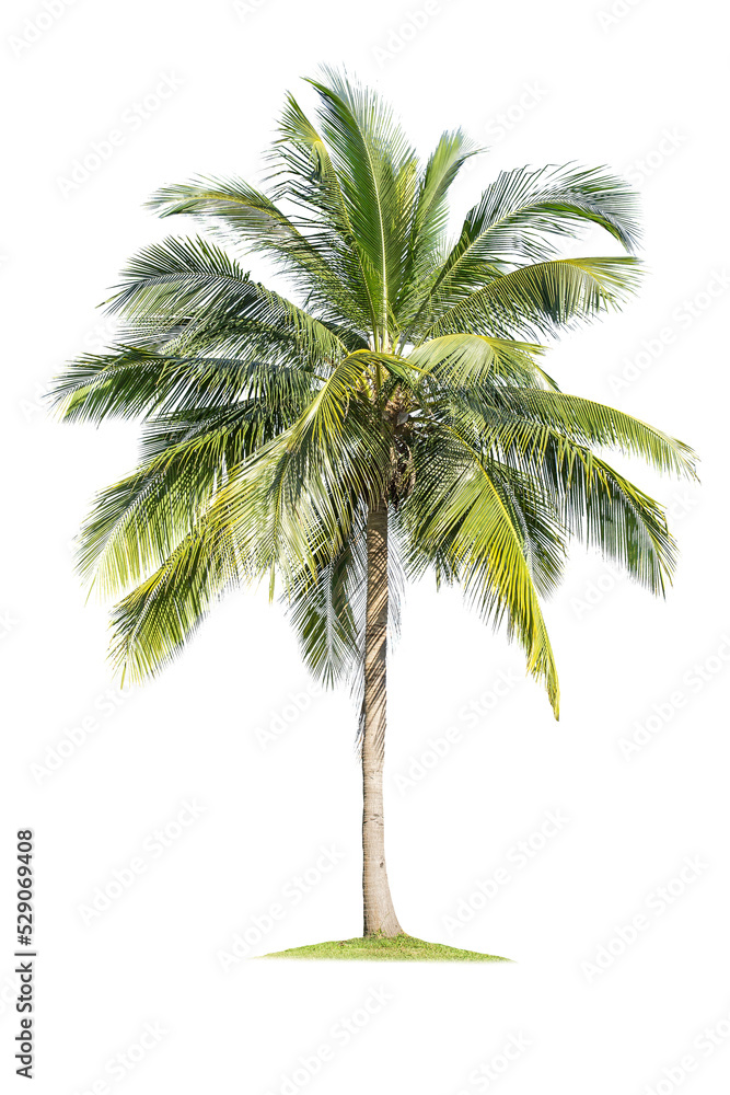 Fototapeta premium Isolated coconut tree on white background Low-cost coconut trees are the economic crops of Thailand, which the Thai people call coconut perfume.