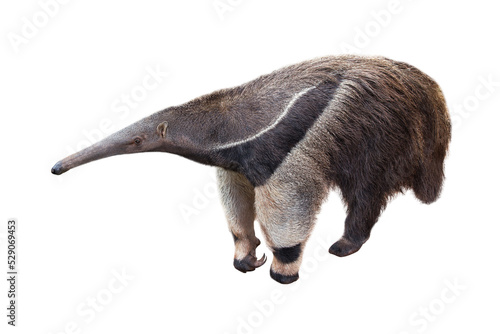 Giant anteater isolated on White Background. Anteater, cute animal from Brazil. Giant Anteater, Myrmecophaga tridactyla, animal with long tail ane long nose, Wildlife scene from wild nature. photo