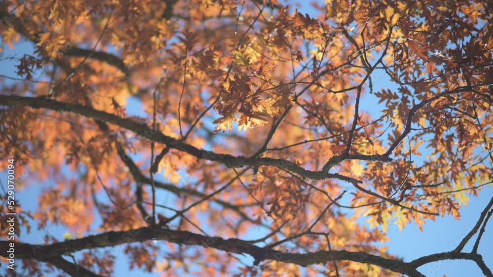 Fall and autumn colored tree leaves with yellow leaf against blue sky in fall season Fall and autumn colored tree leaves with yellow leaf against blue sky in fall season