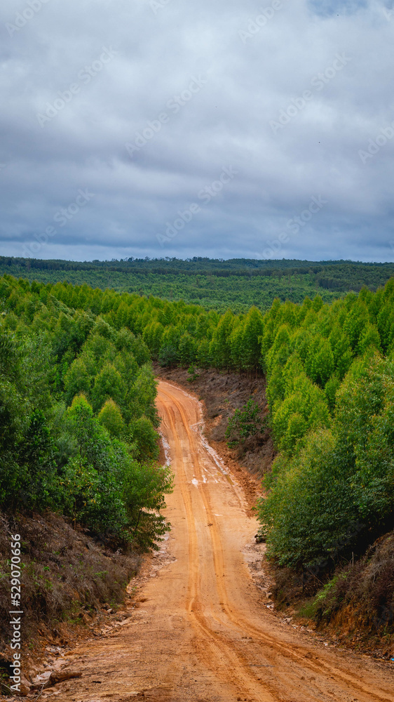 Dirt road crossing Eucalyptus plantation at Kutai Timur, Indonesia. Eucalyptus plantation for paper industry at Kutai Timur