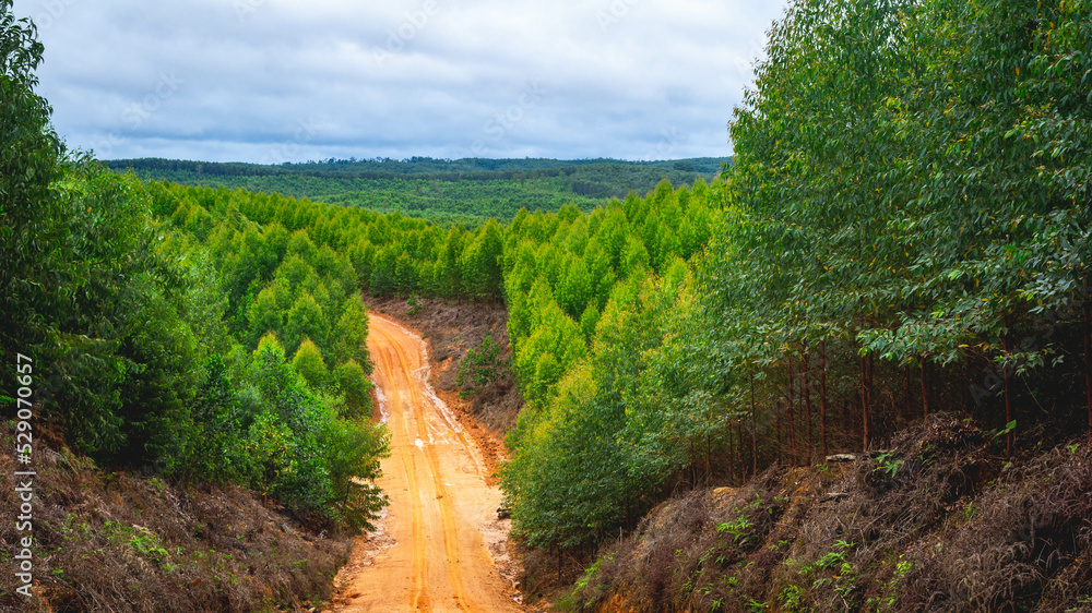 Dirt road crossing Eucalyptus plantation at Kutai Timur, Indonesia. Eucalyptus plantation for paper industry at Kutai Timur Dirt road crossing Eucalyptus plantation at Kutai Timur, Indonesia. Eucalyptus plantation for paper industry at Kutai Timur