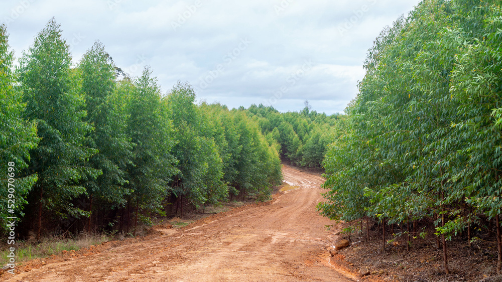 Dirt road crossing Eucalyptus plantation at Kutai Timur, Indonesia. Eucalyptus plantation for paper industry at Kutai Timur Dirt road crossing Eucalyptus plantation at Kutai Timur, Indonesia. Eucalyptus plantation for paper industry at Kutai Timur