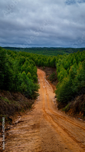 Dirt road crossing Eucalyptus plantation at Kutai Timur, Indonesia. Eucalyptus plantation for paper industry at Kutai Timur