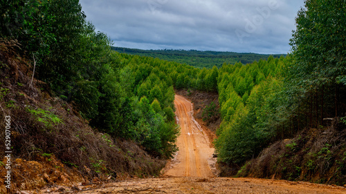 Dirt road crossing Eucalyptus plantation at Kutai Timur, Indonesia. Eucalyptus plantation for paper industry at Kutai Timur
