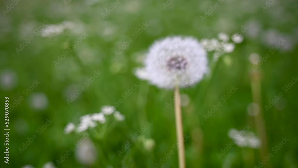 Dandelion in the wind in a field. Video static camera, slow motion. High quality FullHD footage Dandelion in the wind in a field. Video static camera, slow motion. High quality FullHD footage