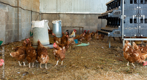 Tablou pe pânză Laying hens drink water from an automatic drinker in a chicken coop