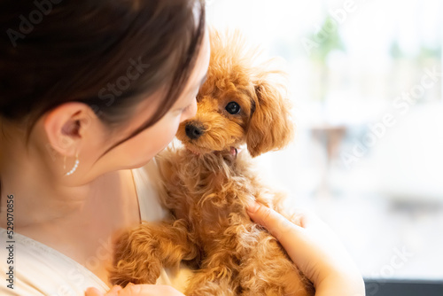 ペット プードル トイプードル 愛犬 家族