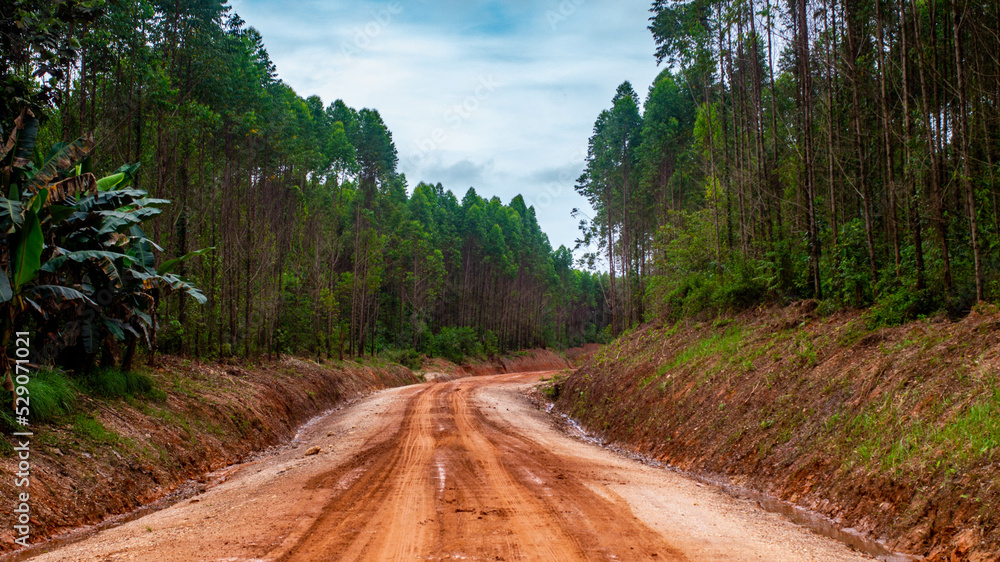 Dirt road crossing Eucalyptus plantation at Kutai Timur, Indonesia. Eucalyptus plantation for paper industry at Kutai Timur