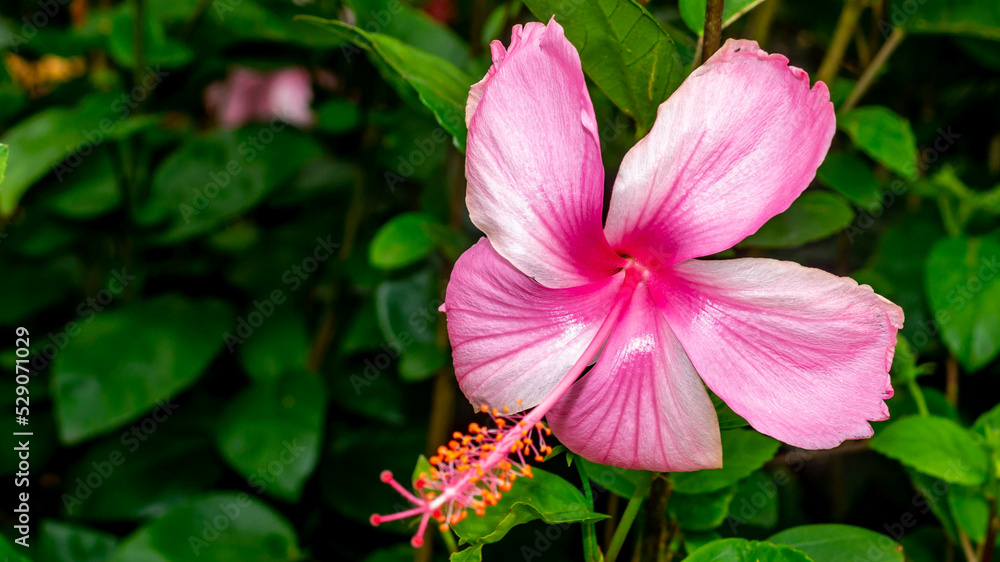 Light pink Hibiscus flower with green leaves. Natural background