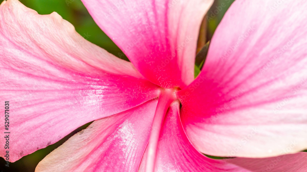 Naklejka premium Light pink Hibiscus flower with green leaves. Natural background