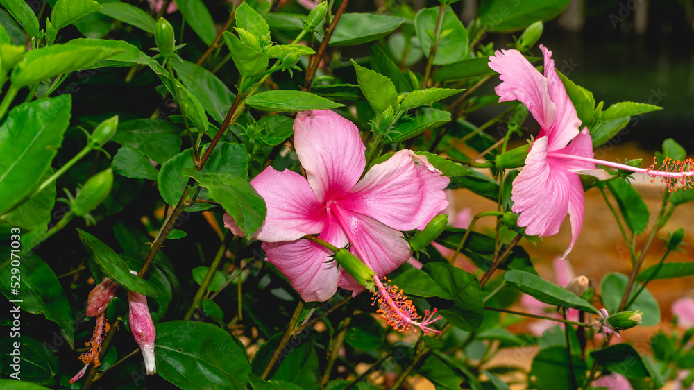 Light pink Hibiscus flower with green leaves. Natural background Light pink Hibiscus flower with green leaves. Natural background