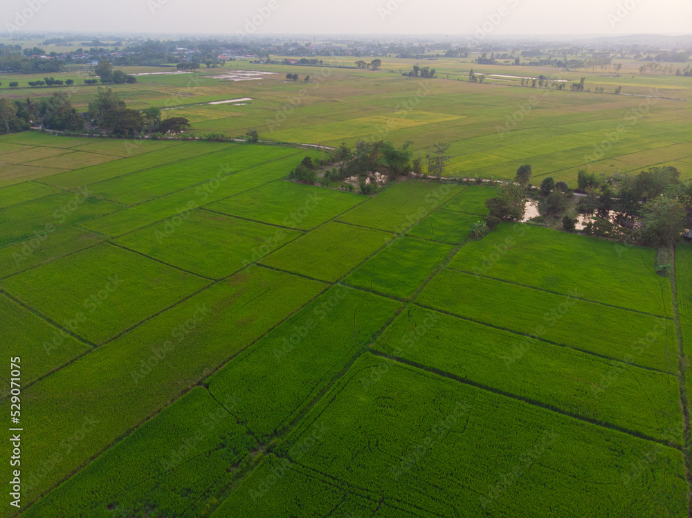 Aerial view paddy rice plantation green field nature landscape