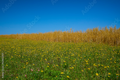 Aster, clover, oat field, sky