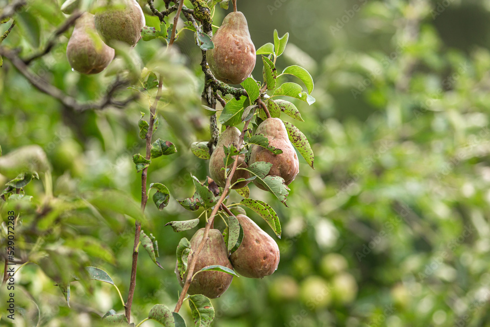 Fruit orchard harvest: Close-up of pear fruits in late summer outdoors, Pyrus communis Fruit orchard harvest: Close-up of pear fruits in late summer outdoors, Pyrus communis