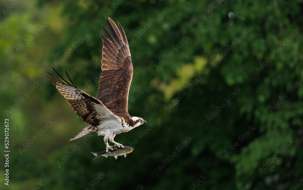 Fototapeta premium An osprey fishing 