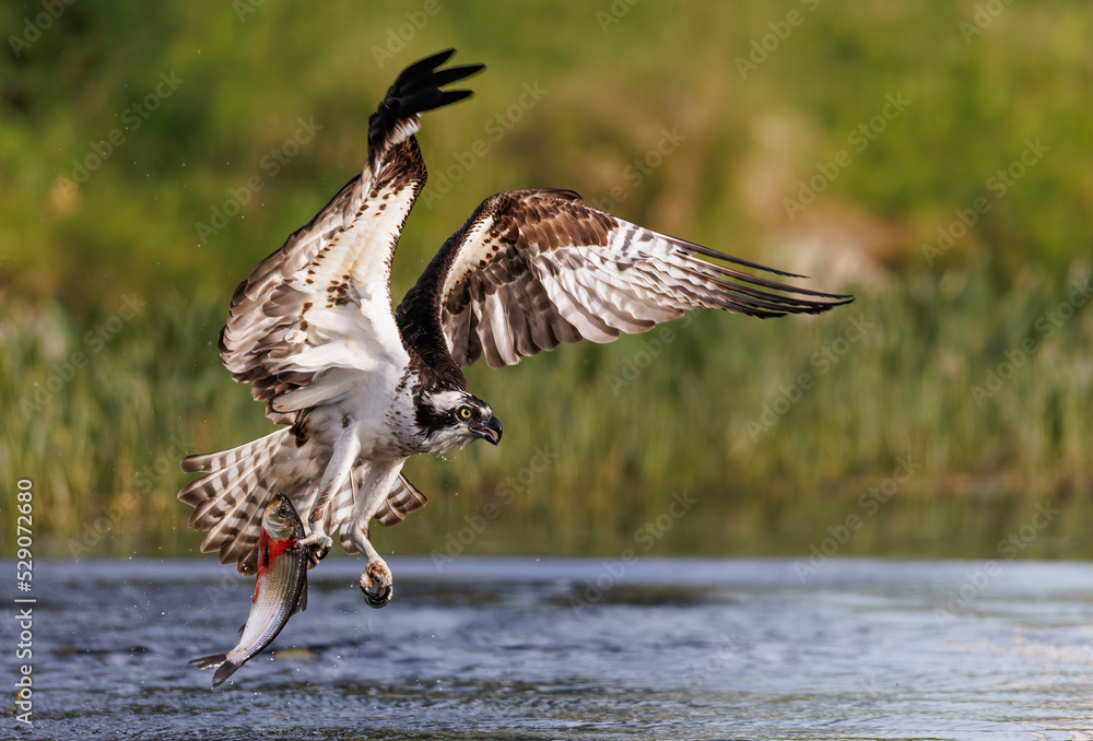 Fototapeta premium An osprey fishing 