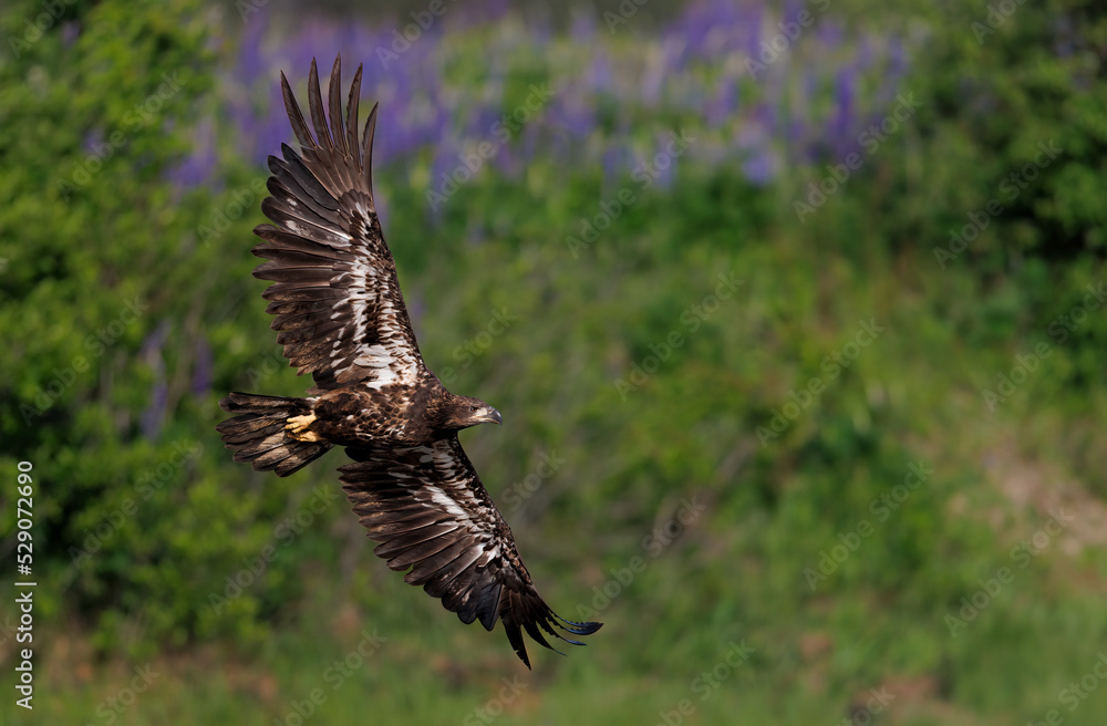 Fototapeta premium Bald eagle fishing in Maine