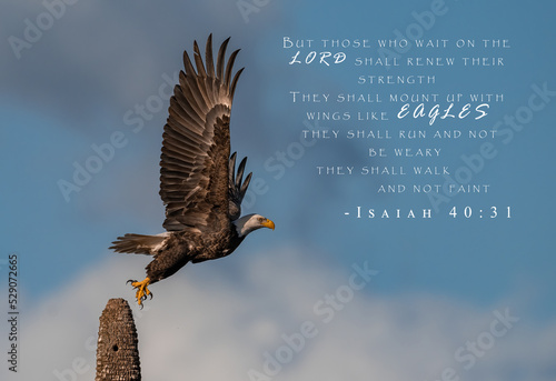 Bald Eagle Picture with Bible Verse Isaiah 40:31 photo