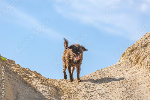 Portrait of a bossipoo terrier dog having fun at a sandpit in summer outdoors photo