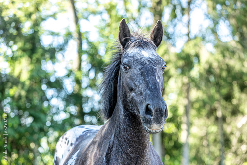 Portrait of a grey appaloosa crossbreed mare on a paddock in late summer outdoors