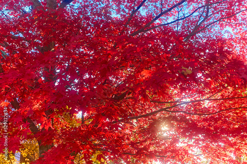 Japanese maple acer palmatum bloodgood autumn fall photo
