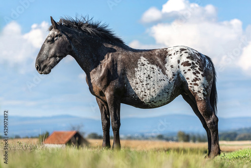 Portrait of an appaloosa crossbreed horse mare on a pasture in summer outdoors in front of a rural landscape photo