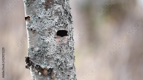 Black-capped chickadees build a nest inside a hollow tree.