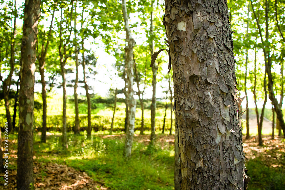 숲과 나무