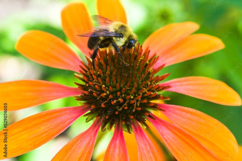 Bumblebee (Bombus) foraging for nectar on a orange Echinacea, Coneflower in summer, Montreal, Quebec, Canada, North America Bumblebee (Bombus) foraging for nectar on a orange Echinacea, Coneflower in summer, Montreal, Quebec, Canada, North America