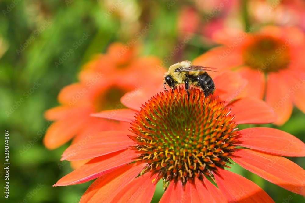Bumblebee (Bombus) foraging for nectar on an orange Echinacea, Sombrero Adobe Orange, Coneflower in summer, Montreal, Quebec, Canada, North America Bumblebee (Bombus) foraging for nectar on an orange Echinacea, Sombrero Adobe Orange, Coneflower in summer, Montreal, Quebec, Canada, North America