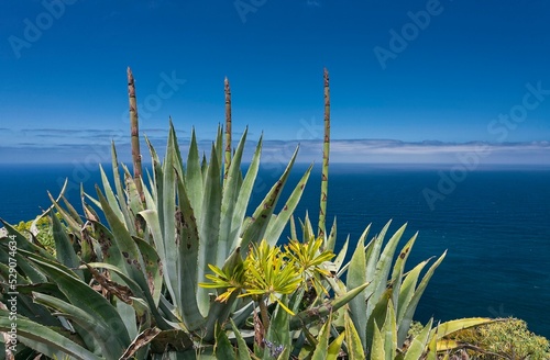 Century plantn (Agave americana) off Atlantic, North coast, La Palma, Canary Islands, Spain, Europe photo
