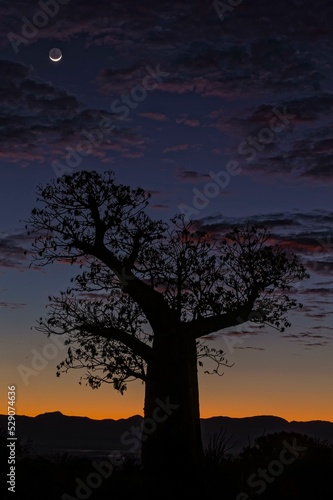 Baobab (Adansonia grandidieri) at sunrise, Berenty region, Madagascar, Africa photo