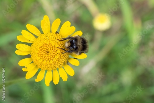 Large earth bumblebee (Bombus terrestris) on flower of yellow chamomile (Anthemis tinctoria), Hesse, Germany, Europe